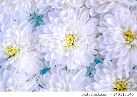 White chrysanthemum close-up with delicate petals in a soft floral arrangement for wedding decor 140113146