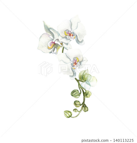 White orchid branch. Delicate pastel flowers and green buds for wedding invitations. Hand drawn watercolor illustration, isolated. Botanical clip art for greeting cards, cosmetic labels and posters 140113225
