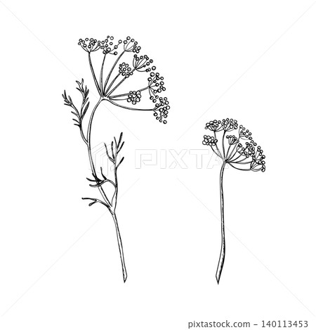 Dill branches set. Flower umbel with detailed seed heads and leaves. Black ink sketch. Botanical hand drawn illustration. Perfect for herbal packaging, organic food branding, spice labels, kitchen 140113453