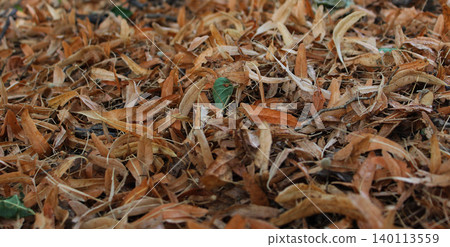 A thick layer of dry linden petals covers the soil angle view textured background A thick layer of dry linden petals covers the soil angle view textured background 140113559