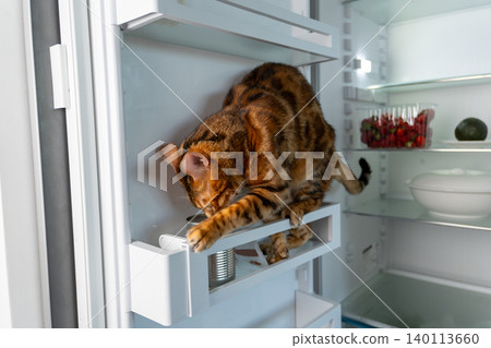 Cat inside refrigerator eating treats at home kitchen, horizontal shot Cat inside refrigerator eating treats at home kitchen, horizontal shot 140113660