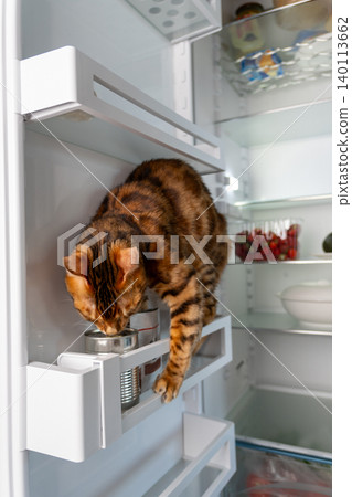 Vertical photo of cat inside refrigerator eating treats at home Vertical photo of cat inside refrigerator eating treats at home 140113662