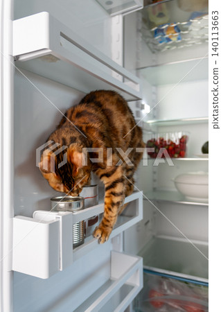 Vertical photo of cat inside refrigerator eating treats at home Vertical photo of cat inside refrigerator eating treats at home 140113663