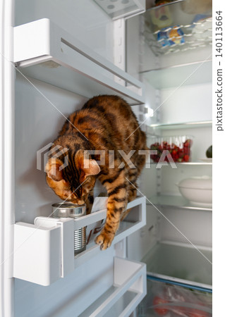 Vertical photo of cat inside refrigerator eating treats at home 140113664