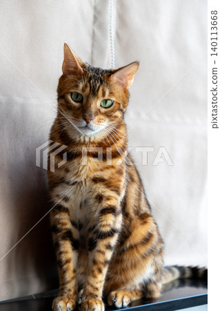 Bengal cat sitting on windowsill looking outside in natural light Bengal cat sitting on windowsill looking outside in natural light 140113668