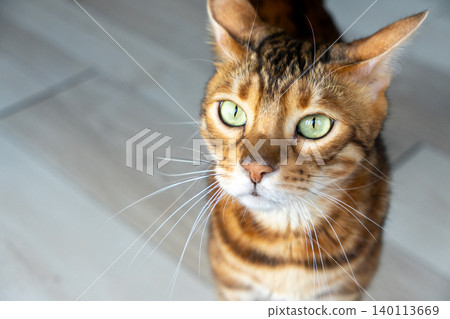 Close-up portrait of a Bengal cat face with spotted fur and green eyes Close-up portrait of a Bengal cat face with spotted fur and green eyes 140113669