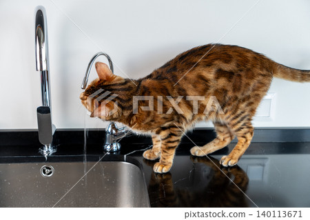 Bengal cat drinking water from kitchen faucet at home Bengal cat drinking water from kitchen faucet at home 140113671