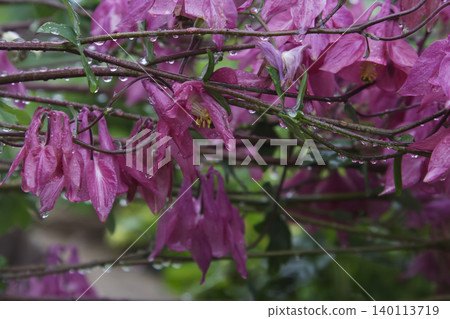 Detailed Close Up of Pink Columbine Flowers with Raindrops Detailed Close Up of Pink Columbine Flowers with Raindrops 140113719