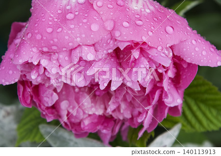 Wet Pink Peony Flower Petals with Raindrops Macro Wet Pink Peony Flower Petals with Raindrops Macro 140113913