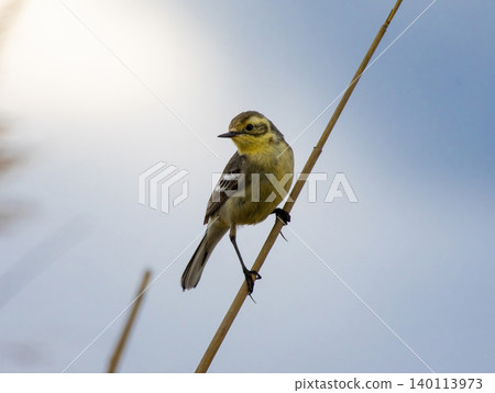 Perching female Citrine wagtail 140113973