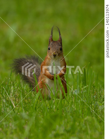 Sciurus vulgaris, sitting in grass Sciurus vulgaris, sitting in grass 140113974