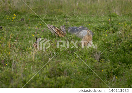 Lepus. Wild European brown hare Lepus. Wild European brown hare 140113983