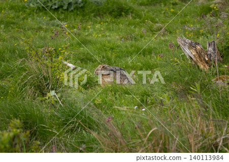 Lepus. Wild European brown hare Lepus. Wild European brown hare 140113984