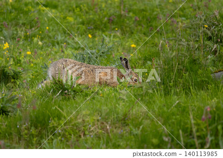 Lepus. Wild European brown hare Lepus. Wild European brown hare 140113985