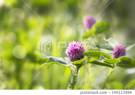 Close up photo of two blooming red clover flowers with pinkish purple petals and green leaves. Close up photo of two blooming red clover flowers with pinkish purple petals and green leaves. 140113994