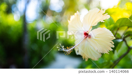 Gorgeous white hibiscus blossom green bokeh closeup tropical garden breathtaking dreamy serene macro nature exotic floral beauty soft sunlight delicate fragrant spa wellness pristine bloom artistic  140114066
