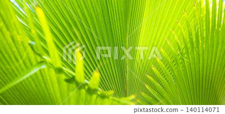 Stunning vibrant green palm leaf macro texture closeup tropical breathtaking serene lush foliage verdant fan frond pattern abstract dreamy fresh organic botanical detail wallpaper artistic backdrop Stunning vibrant green palm leaf macro texture closeup tropical breathtaking serene lush foliage verdant fan frond pattern abstract dreamy fresh organic botanical detail wallpaper artistic backdrop 140114071