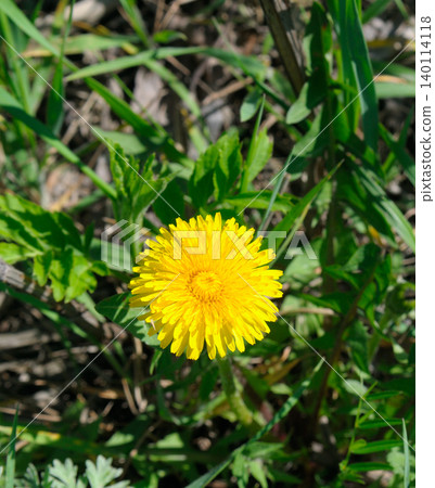 Vibrant close-up shot of a single bright yellow dandelion flower blooming amidst fresh green grass on a sunny spring day, showcasing organic botanical details and natural summer growth. Vibrant close-up shot of a single bright yellow dandelion flower blooming amidst fresh green grass on a sunny spring day, showcasing organic botanical details and natural summer growth. 140114118