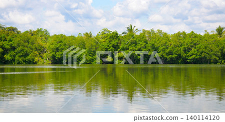 Panoramic horizontal shot of a calm tropical river reflecting thick green mangrove forest and palm trees under a bright blue sky with white clouds on a sunny day. Panoramic horizontal shot of a calm tropical river reflecting thick green mangrove forest and palm trees under a bright blue sky with white clouds on a sunny day. 140114120