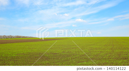 Panoramic horizontal landscape of a vast green agricultural field with young spring wheat crops growing under a beautiful blue sky with soft white wispy clouds. 140114122