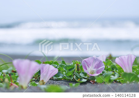 Beach morning glories blooming on the coast, and the sparkling bokeh effect on the wave crests. Beach morning glories blooming on the coast, and the sparkling bokeh effect on the wave crests. 140114128