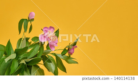 Pink peony with green leaves and unopened buds on a bright yellow background, delicate spring flower close-up Pink peony with green leaves and unopened buds on a bright yellow background, delicate spring flower close-up 140114138