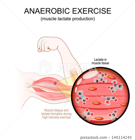 High-Intensity exercise for Biceps. Close-up of Lactate molecule in muscle tissue. Anaerobic exercise High-Intensity exercise for Biceps. Close-up of Lactate molecule in muscle tissue. Anaerobic exercise 140114245