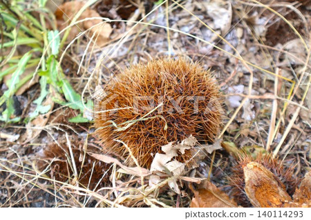Chestnut ginger Chestnut ginger 140114293