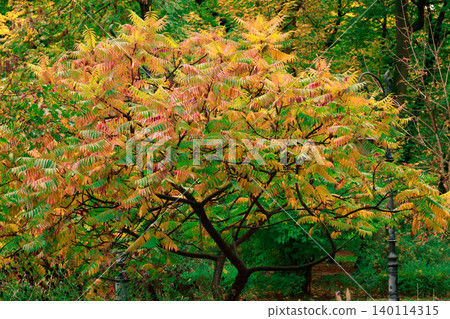 Vibrant autumn foliage tree in a city park square with warm yellow and orange hues Vibrant autumn foliage tree in a city park square with warm yellow and orange hues 140114315