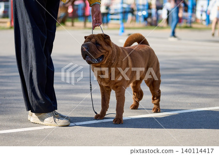 A person enjoys a sunny day at the park, holding a leash connected to a friendly, wrinkled Shar Pei. Laughter and energy fill the surroundings 140114417