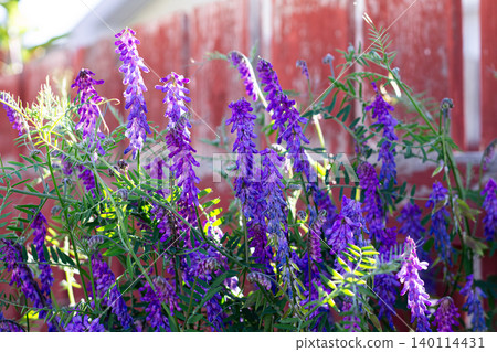 Tufted Vetch On An Alley Fence Tufted Vetch On An Alley Fence 140114431