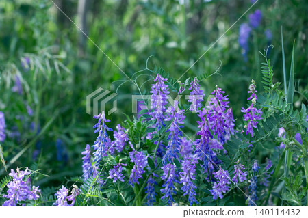 Lush Summer Growth Of Tufted Vetch  140114432