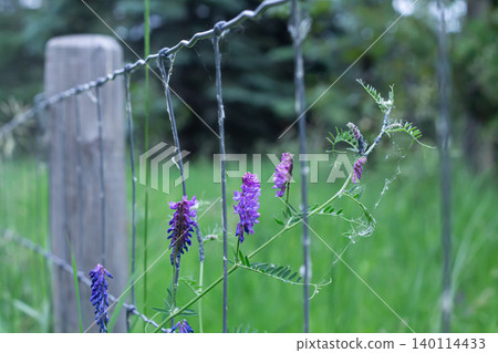 Tufted Vetch Climbs A Field Fence Tufted Vetch Climbs A Field Fence 140114433