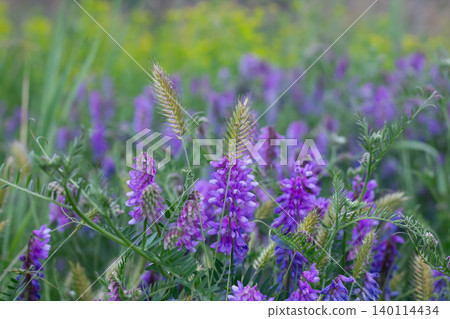 Crested Wheatgrass Entangled With Tufted Vetch Crested Wheatgrass Entangled With Tufted Vetch 140114434