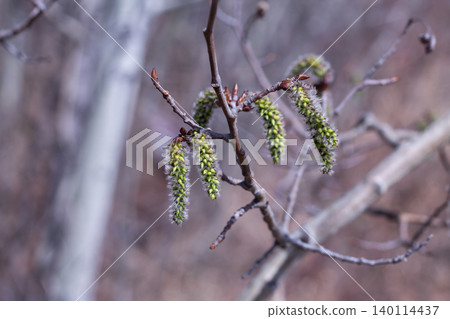 Delicate Catkins Of Quaking Aspen 140114437