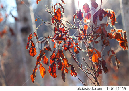 Red Leaves Of A Wild Rose In Winter Red Leaves Of A Wild Rose In Winter 140114439