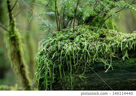Verdant Mossy Forest And Waved Silk-Moss Verdant Mossy Forest And Waved Silk-Moss 140114440