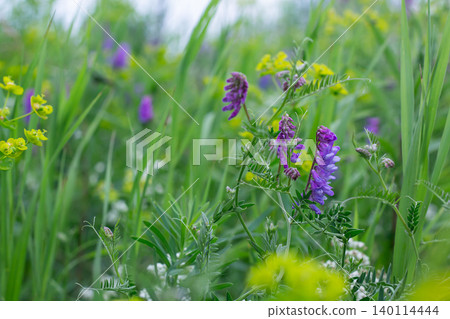 Tufted Vetch And Leafy Spurge In A Meadow Tufted Vetch And Leafy Spurge In A Meadow 140114444