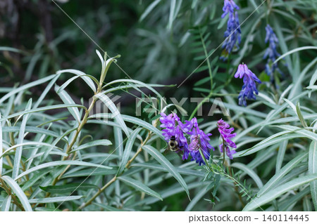 A Bumblebee Forages Tufted Vetch Flowers In A Sea Buckthorn Thicket A Bumblebee Forages Tufted Vetch Flowers In A Sea Buckthorn Thicket 140114445