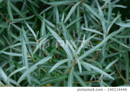 Beautiful Silvery Green Foliage Of The Sea Buckthorn Beautiful Silvery Green Foliage Of The Sea Buckthorn 140114446
