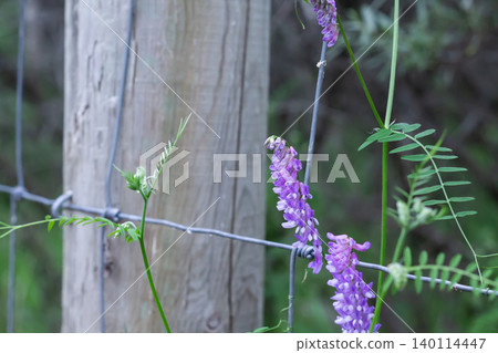 Tufted Vetch Grows Next To A Fencepost Tufted Vetch Grows Next To A Fencepost 140114447