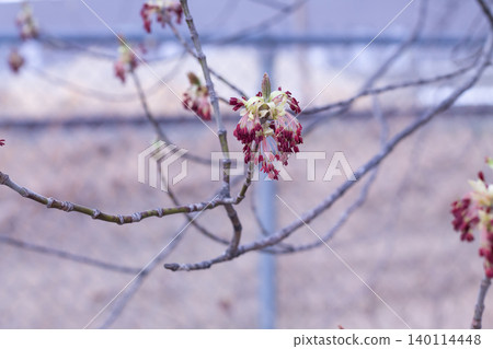 Red Stamens Of A Manitoba Maple Red Stamens Of A Manitoba Maple 140114448