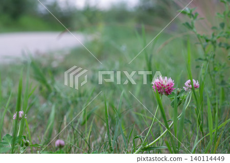 Pink Alsike Clover By The Trail 140114449
