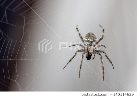Close-up of a Cross Spider on its Web in Kyrgyzstan Close-up of a Cross Spider on its Web in Kyrgyzstan 140114629