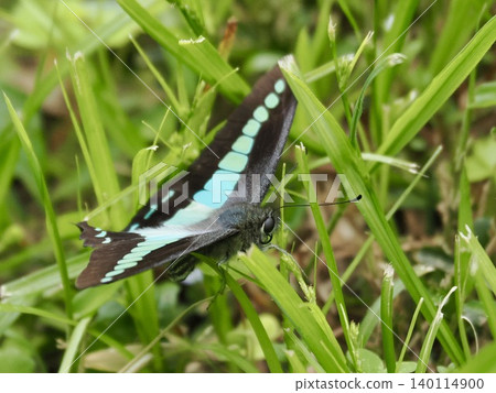 A Bluebottle butterfly with its wings spread. A Bluebottle butterfly with its wings spread. 140114900