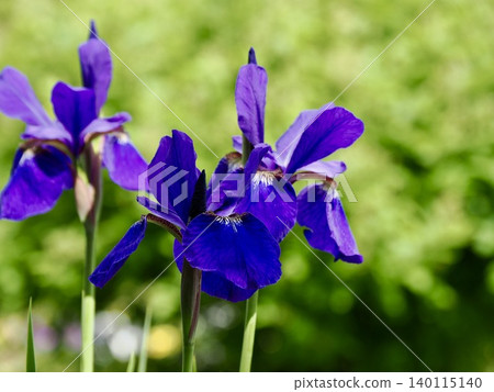 Irises blooming in a park in early summer Irises blooming in a park in early summer 140115140
