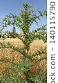 Wild cypriot fishbone thistle plant with sharp thorns under blue sky in sunny day. Mediterrenean spiky green weed flora macro 140115790