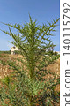 Wild cypriot fishbone thistle plant with sharp thorns under blue sky in sunny day. Mediterrenean spiky green weed flora macro 140115792