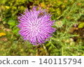 Top view macro shot of a beautiful vibrant purple or violet thistle flower blooming in nature surrounded by green background 140115794