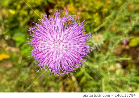 Top view macro shot of a beautiful vibrant purple or violet thistle flower blooming in nature surrounded by green background Top view macro shot of a beautiful vibrant purple or violet thistle flower blooming in nature surrounded by green background 140115794